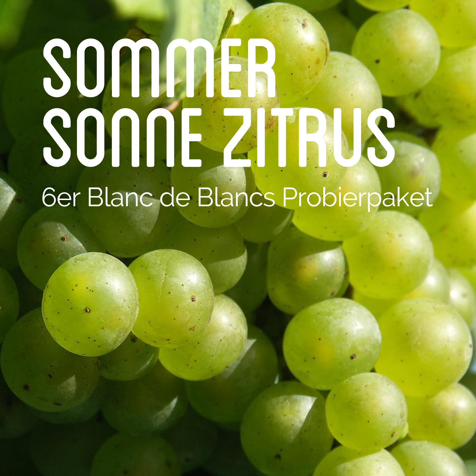 Sommer, Sonne, Zitrus - 6er Blanc de Blanc Probierpaket